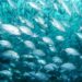 失恋した人を励ます英語　plenty of fish in the sea 意味