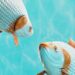 褒め待ち　英語　fish for compliments 英語