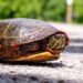 殻が破れる 英語 打ち解ける 英語 come out of my shell 意味