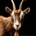 英語　the GOAT 意味 　「史上最高」「歴代最高」「レジェンド」