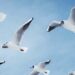 類は友を呼ぶ　英語　birds of a feather flock together 意味